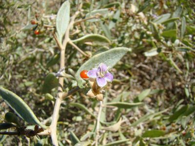 Lycium dasystemum, photographed by Юрий Данилевский (Yuriy Danilevsky)