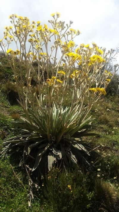 Espeletia schultzii, photographed by dariapi