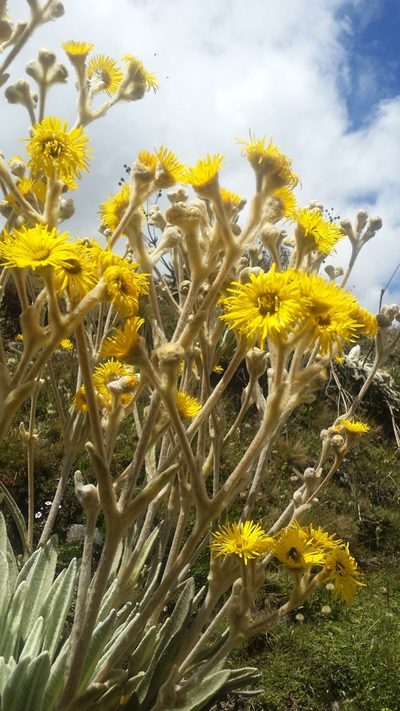 Espeletia schultzii, photographed by dariapi
