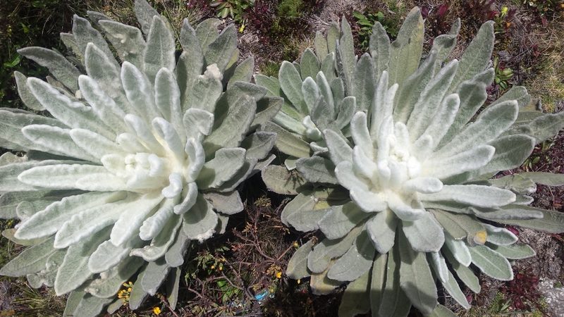 Espeletia schultzii, photographed by dariapi