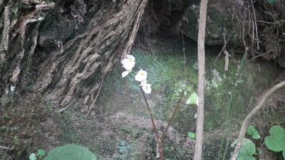 Begonia geranioides, photographed by Shaun Swanepoel