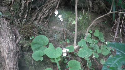 Begonia geranioides, photographed by Shaun Swanepoel