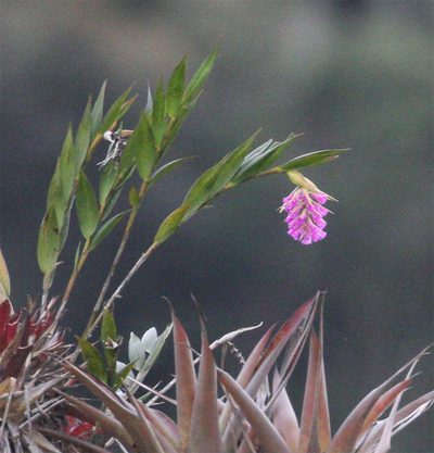 Elleanthus maculatus, photographed by Arne Holgersson