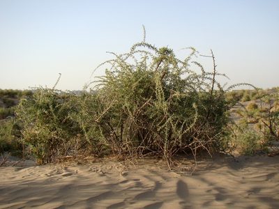 Lycium ruthenicum, photographed by Юрий Данилевский (Yuriy Danilevsky)