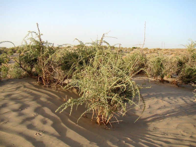 Lycium ruthenicum, photographed by Юрий Данилевский (Yuriy Danilevsky)