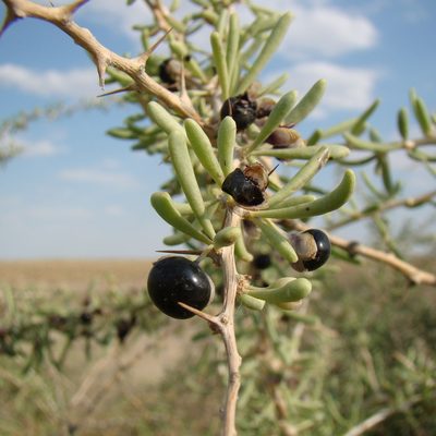 Lycium ruthenicum, photographed by Юрий Данилевский (Yuriy Danilevsky)