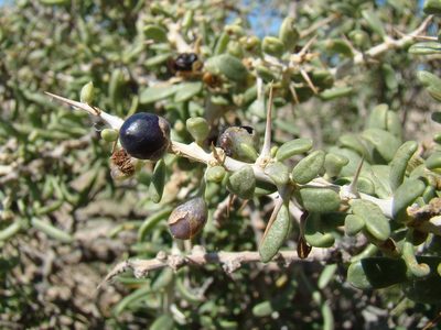 Lycium ruthenicum, photographed by Юрий Данилевский (Yuriy Danilevsky)