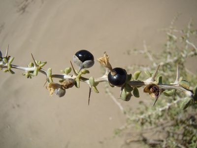 Lycium ruthenicum, photographed by Юрий Данилевский (Yuriy Danilevsky)