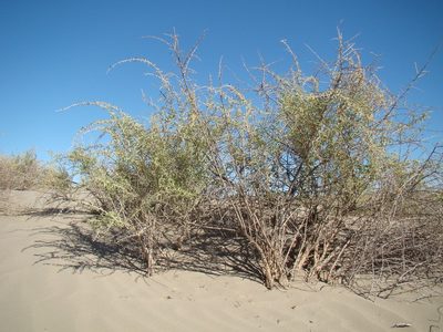 Lycium ruthenicum, photographed by Юрий Данилевский (Yuriy Danilevsky)