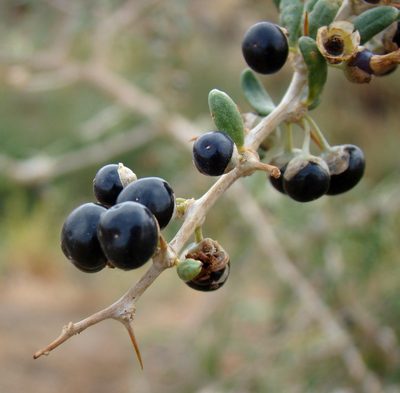 Lycium ruthenicum, photographed by Юрий Данилевский (Yuriy Danilevsky)
