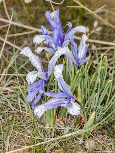 Iris tenuifolia, photographed by Анатолий Озерной /Anatoly Ozernoy