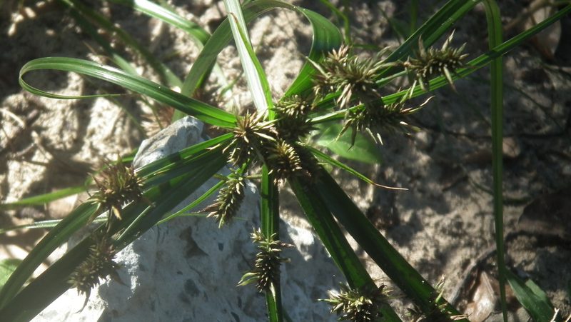 Cyperus macrocarpus, photographed by Shaun Swanepoel