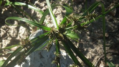 Cyperus macrocarpus, photographed by Shaun Swanepoel