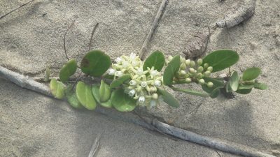 Cynanchum natalitium, photographed by Shaun Swanepoel