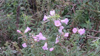 Agalinis genistifolia, photographed by demianlescano