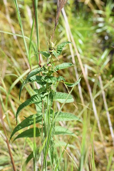 Chelone cuthbertii, photographed by NC Wetlands