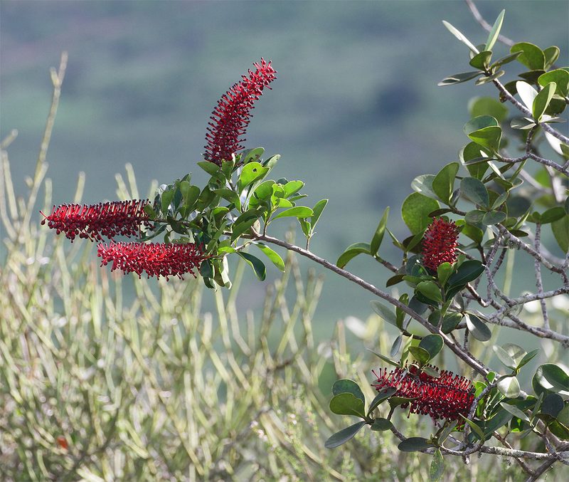 Schwartzia brasiliensis, photographed by Arne Holgersson