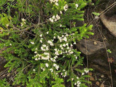 Erica afrorum, photographed by Peter Warren