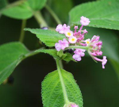 Lantana fucata, photographed by Arne Holgersson