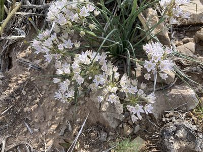 Allium macropetalum, photographed by CK2AZ