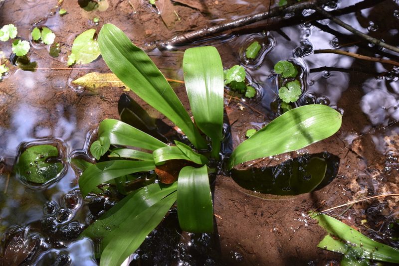 Helonias bullata, photographed by NC Wetlands