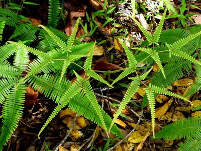Dicranopteris tetraphylla, photographed by Kai Squires