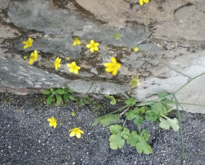 Ranunculus velutinus, photographed by Andrea Meucci