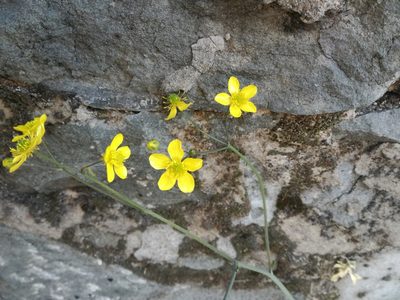 Ranunculus velutinus, photographed by Andrea Meucci