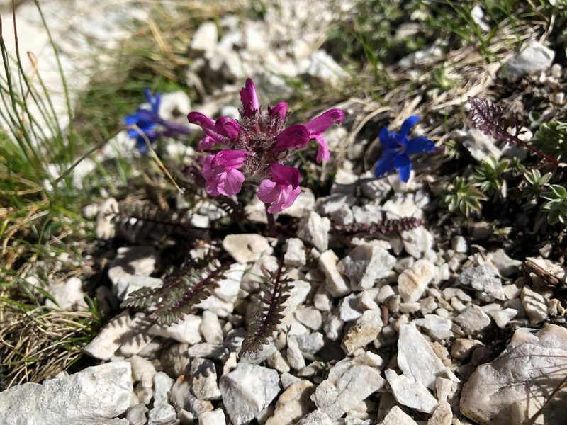 Pedicularis rosea, photographed by William Stephens