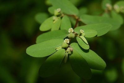 Euphorbia erythroclada, photographed by S.MORE