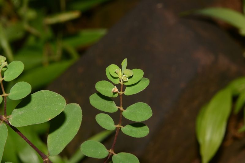 Euphorbia erythroclada, photographed by S.MORE