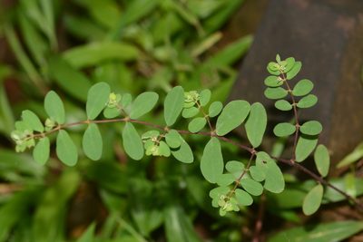 Euphorbia erythroclada, photographed by S.MORE