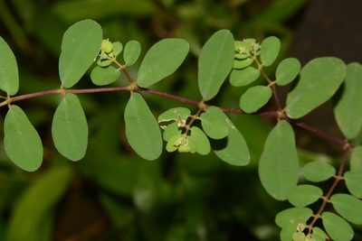 Euphorbia erythroclada, photographed by S.MORE