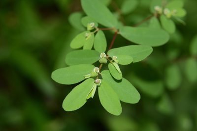 Euphorbia erythroclada, photographed by S.MORE