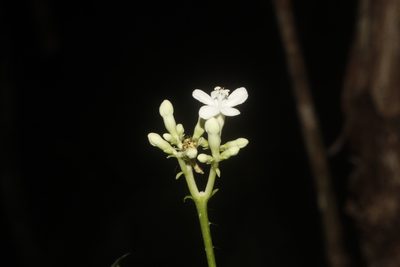 Cnidoscolus souzae, photographed by Juan Cruzado Cortés