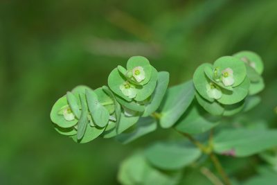 Euphorbia pycnostegia, photographed by S.MORE