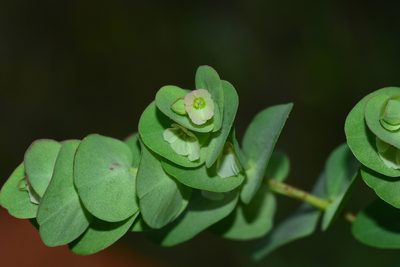 Euphorbia pycnostegia, photographed by S.MORE