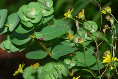 Euphorbia pycnostegia, photographed by S.MORE