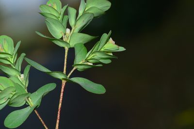 Euphorbia pycnostegia, photographed by S.MORE