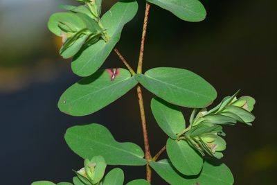 Euphorbia pycnostegia, photographed by S.MORE