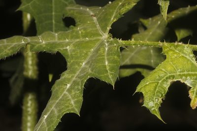 Cnidoscolus souzae, photographed by Juan Cruzado Cortés