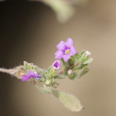 Nama coulteri, photographed by Bill Levine