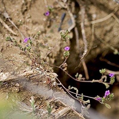 Nama coulteri, photographed by Bill Levine