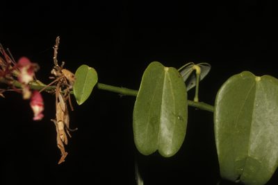 Bauhinia jenningsii, photographed by Juan Cruzado Cortés