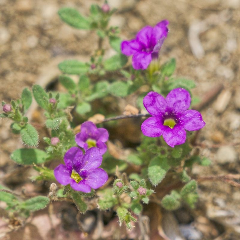 Nama coulteri, photographed by Bill Levine