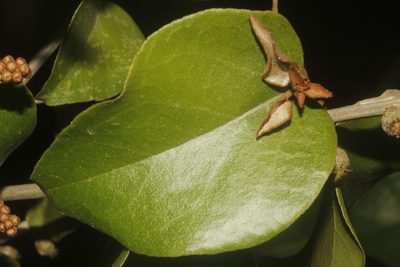 Croton arboreus, photographed by Juan Cruzado Cortés