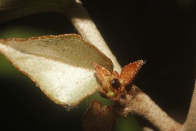 Croton arboreus, photographed by Juan Cruzado Cortés