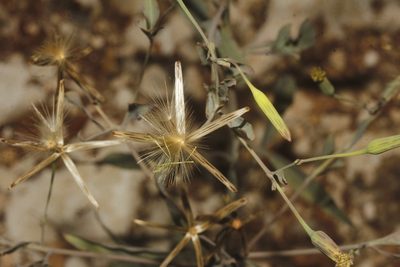 Porophyllum punctatum, photographed by Juan Cruzado Cortés