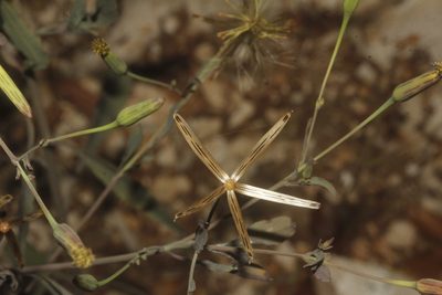 Porophyllum punctatum, photographed by Juan Cruzado Cortés