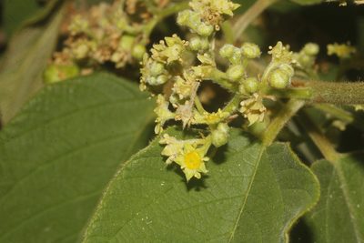 Colubrina yucatanensis, photographed by Juan Cruzado Cortés
